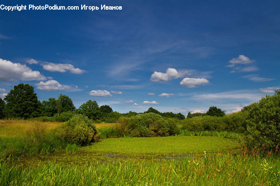 Field, Grass, Grassland, Land, Outdoors, Oak, Tree