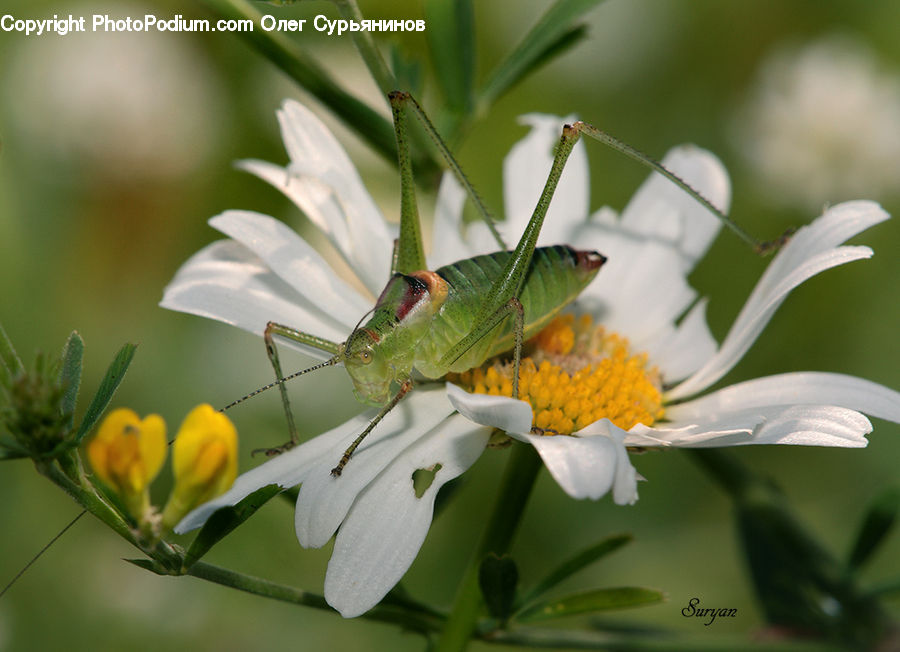 Cricket Insect, Grasshopper, Insect, Invertebrate, Bird, Hummingbird, Plant