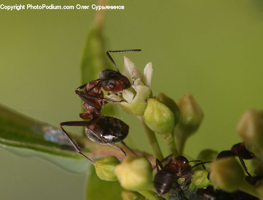 Ant, Insect, Invertebrate, Cockroach, Bee, Blossom, Flora