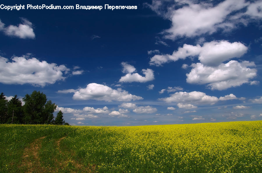 Field, Grass, Grassland, Meadow, Outdoors, Pasture, Cloud