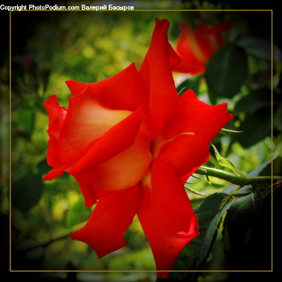 Flora, Flower, Gladiolus, Plant, People, Person, Human