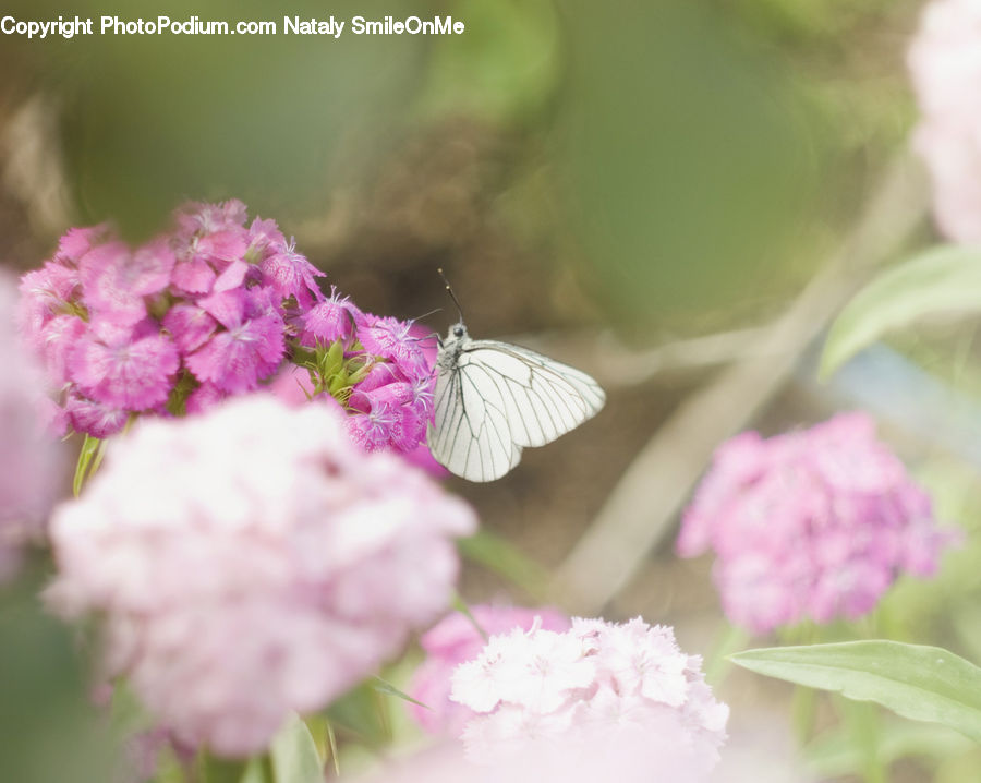 Blossom, Flora, Flower, Plant, Lilac, Cherry Blossom, Peony