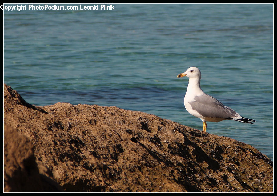 Bird, Seagull, Booby, Albatross