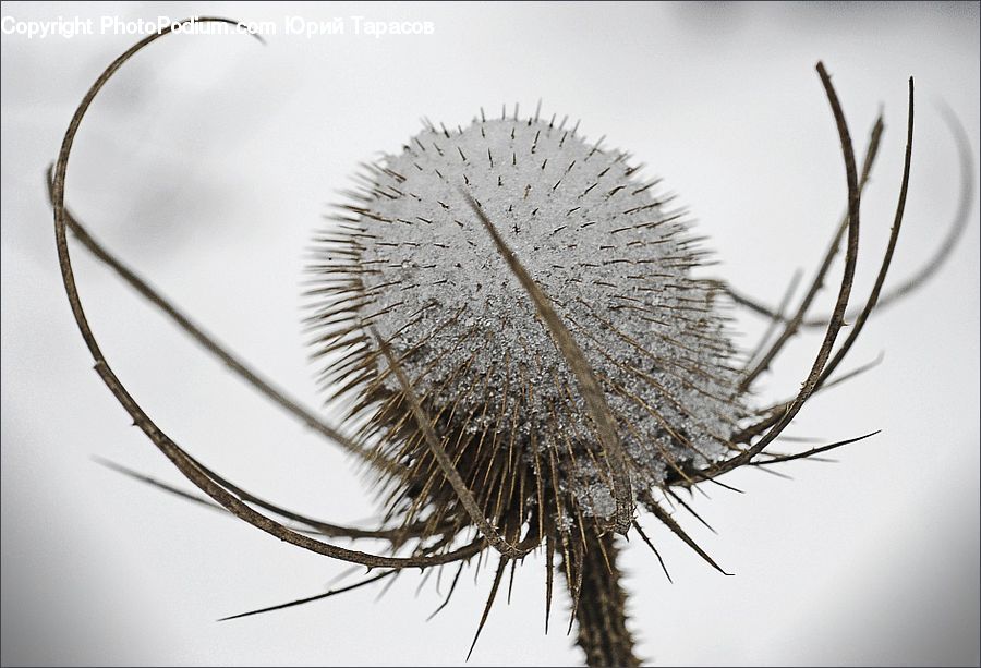 Dandelion, Flower, Plant, Blossom, Flora, Field, Grass