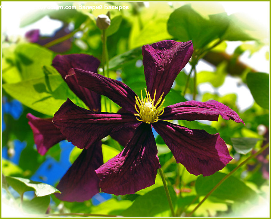 Blossom, Flora, Flower, Geranium, Plant, Asteraceae, Violet