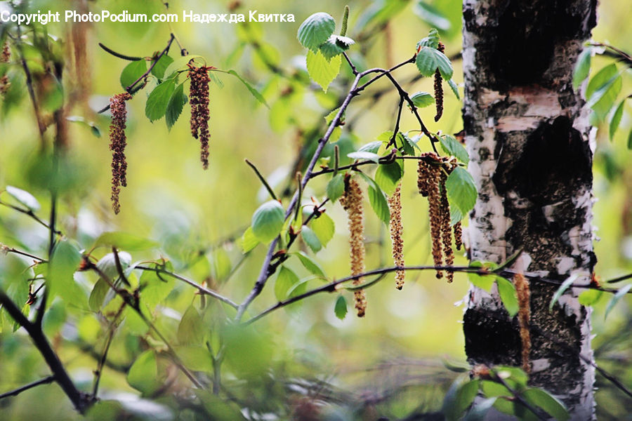 Birch, Tree, Wood, Plant, Blossom, Flora, Flower