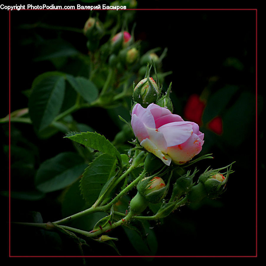 Bud, Plant, Blossom, Flora, Flower, Geranium, Peony