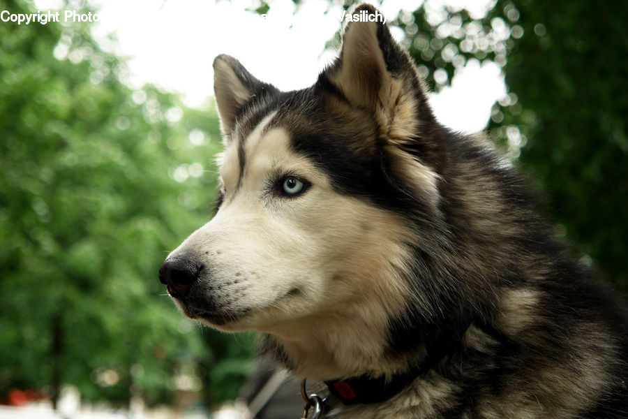 Animal, Canine, Dog, Husky, Mammal, Pet