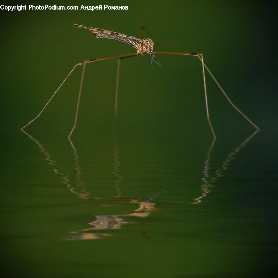 Arachnid, Garden Spider, Insect, Invertebrate, Spider