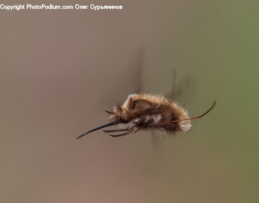 Apidae, Bee, Bumblebee, Insect, Arachnid, Garden Spider, Invertebrate