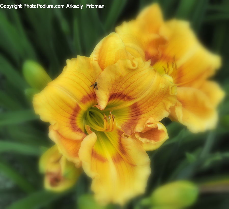 Flora, Flower, Gladiolus, Plant, Blossom, Geranium, Amaryllidaceae