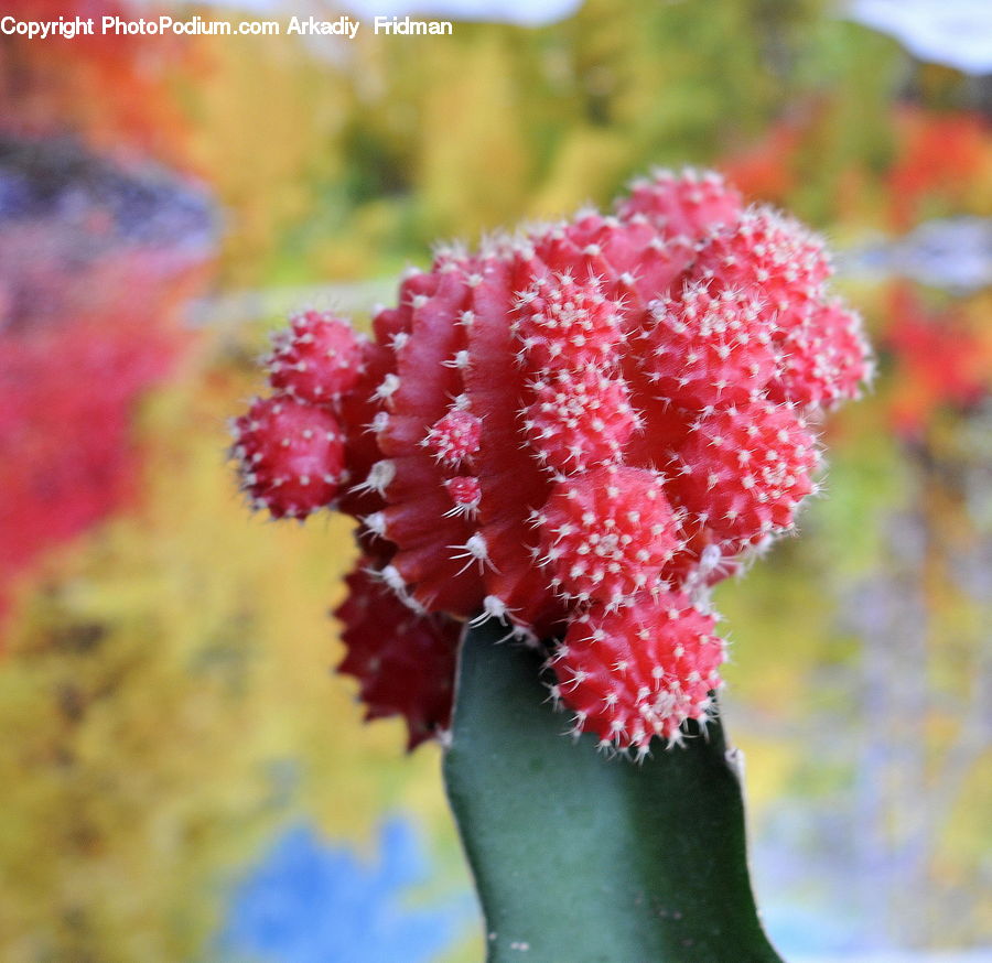 Conifer, Fir, Plant, Tree, Blossom, Flora, Flower