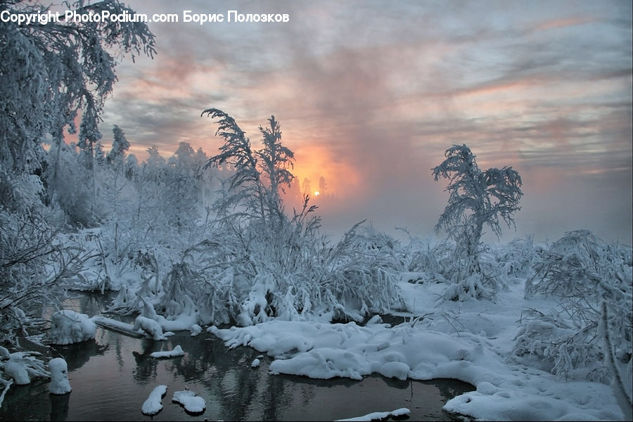 Ice, Outdoors, Snow, Conifer, Fir, Pine, Plant