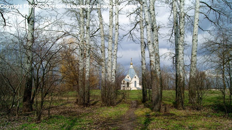 Birch, Tree, Wood, Forest, Vegetation, Grove, Land
