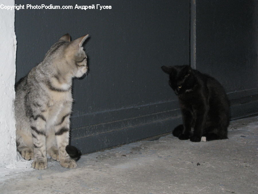 Animal, Cat, Mammal, Pet, Black Cat, Manx, Kitten