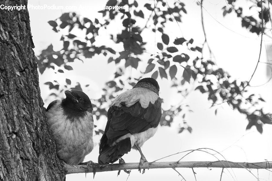 Bird, Blackbird, Crow, Floral Design, Stork, Sparrow, Jay