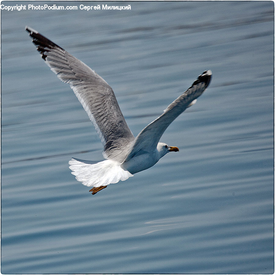 Bird, Seagull, Booby, Goose, Waterfowl, Beak