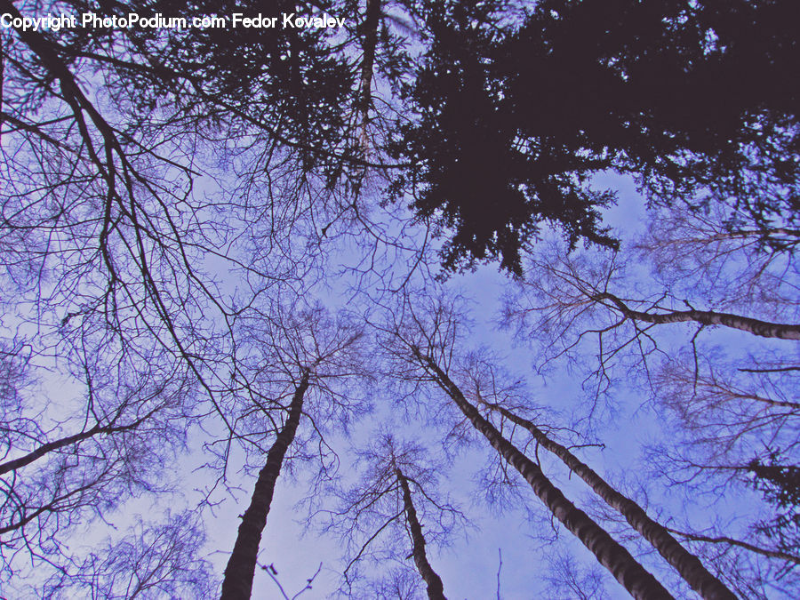 Forest, Vegetation, Birch, Tree, Wood, Plant, Conifer