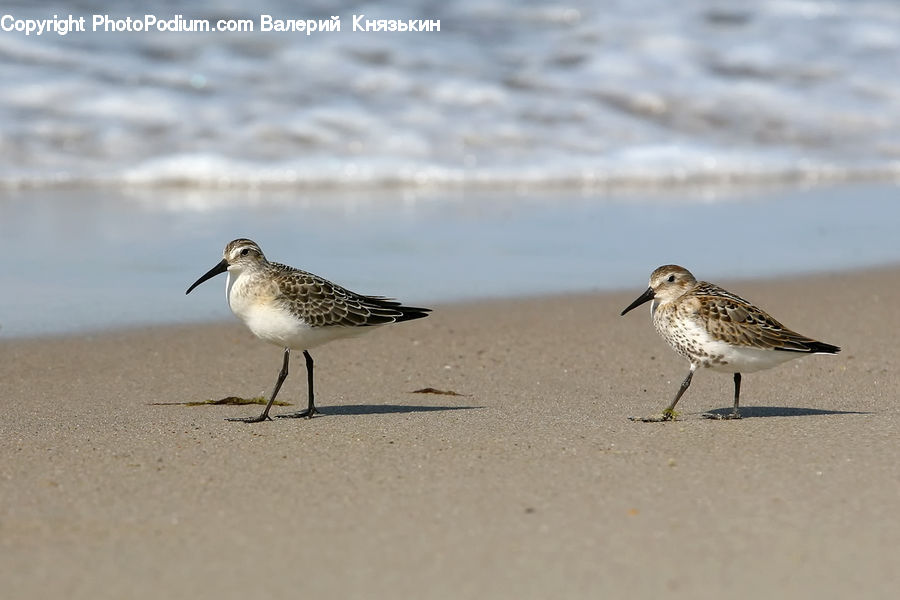 Bird, Anthus, Seagull, Beak, Outdoors, Sand, Soil