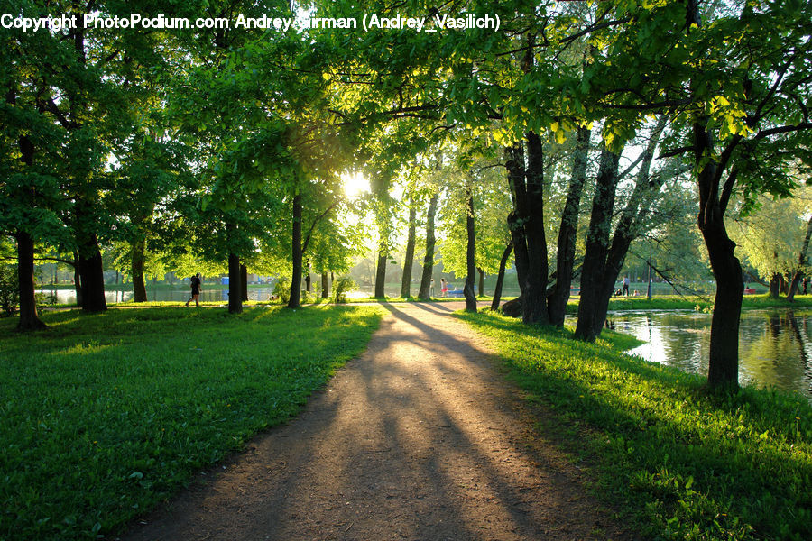 Dirt Road, Gravel, Road, Plant, Tree, Path, Walkway