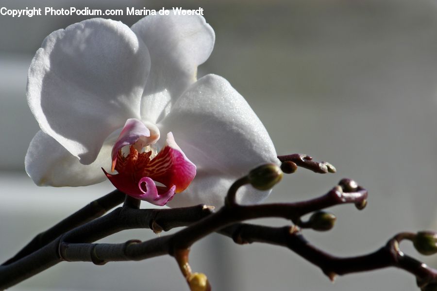 Blossom, Flora, Flower, Orchid, Plant, Petal, Geranium
