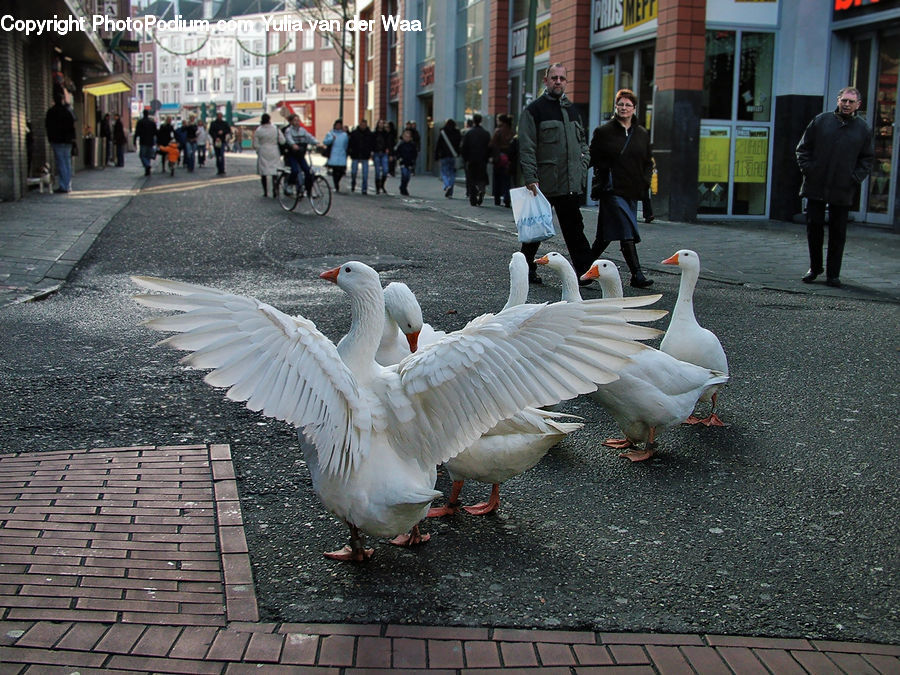 Bird, Goose, Waterfowl, Dove, Pigeon, Duck, Teal