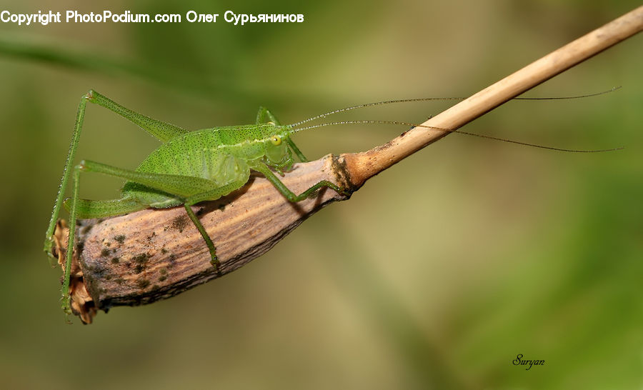 Cricket Insect, Grasshopper, Insect, Invertebrate