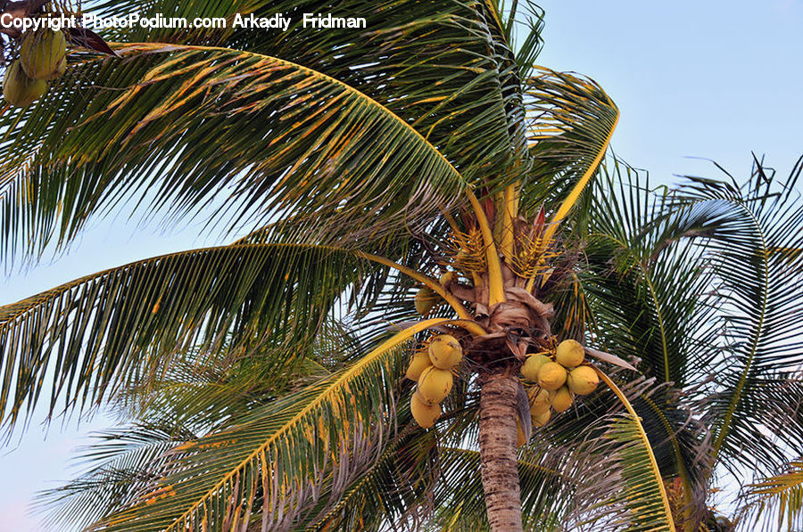Arecaceae, Coconut, Grass, Plant, Reed, Palm Tree, Tree