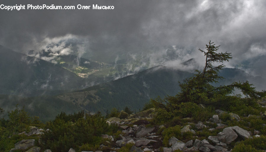 Conifer, Fir, Spruce, Wood, Mountain, Mountain Range, Outdoors