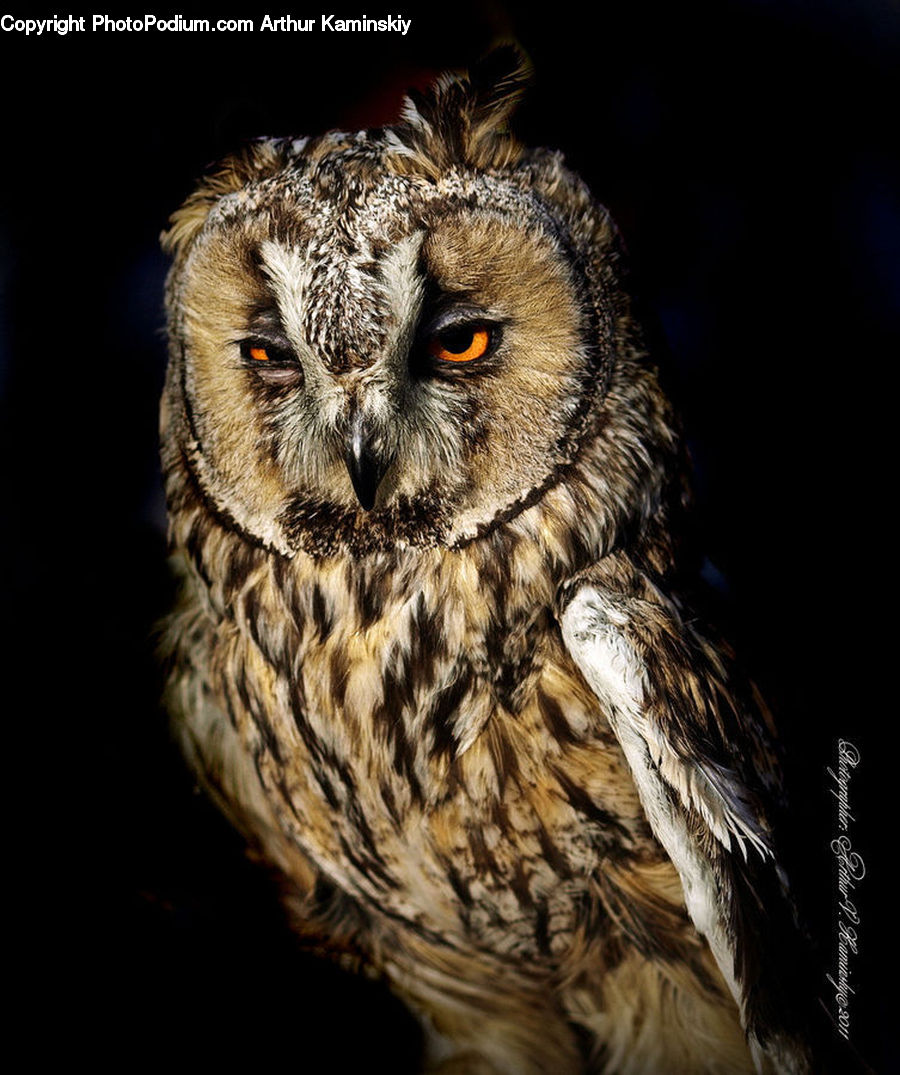 Bird, Owl, Wildlife, Beak