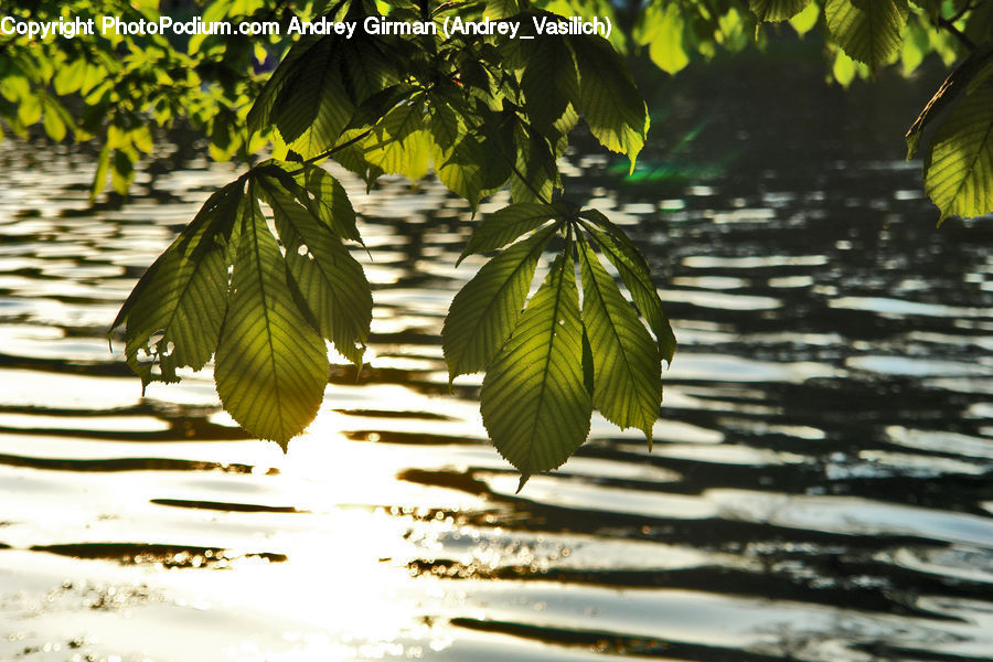 Leaf, Plant, Flower, Lily, Pond Lily, Blossom, Flora