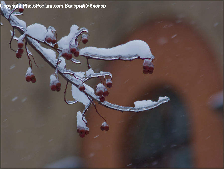 Blossom, Flora, Flower, Plant, Ornament, Cherry Blossom, Petal