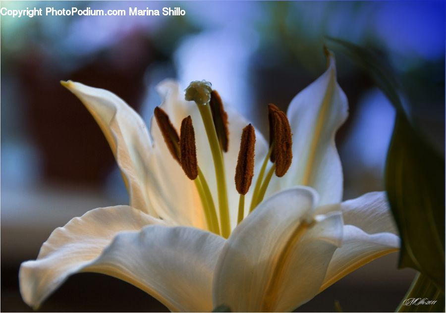 Flora, Flower, Lily, Plant, Gladiolus, Blossom, Petal