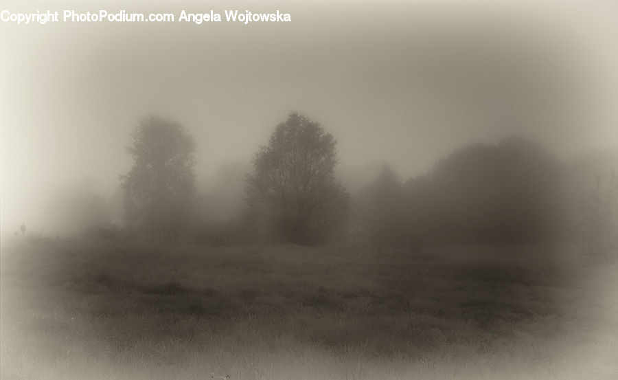 Fog