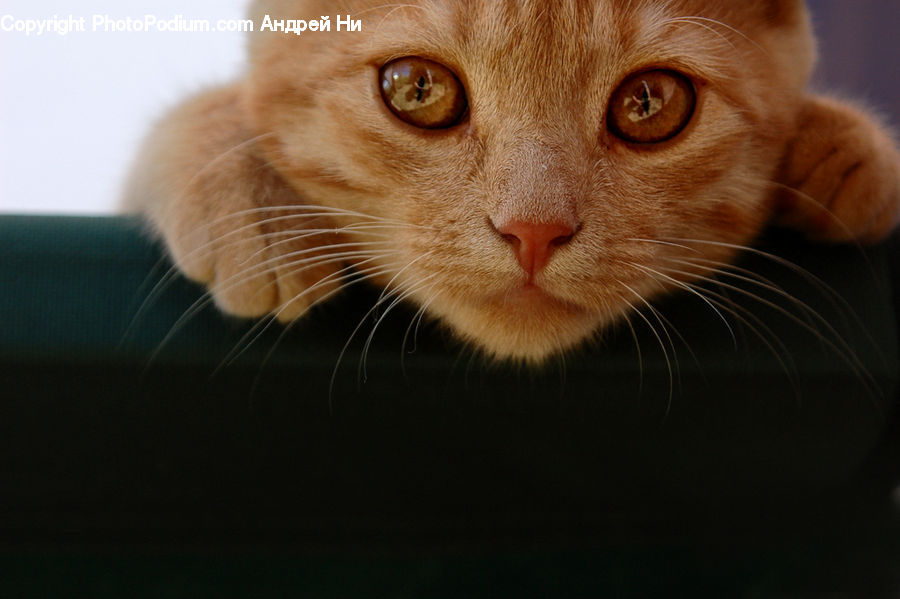 Animal, Cat, Mammal, Manx, Pet, Face, Selfie