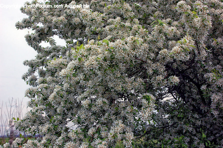 Blossom, Flower, Lilac, Plant, Conifer, Fir, Tree