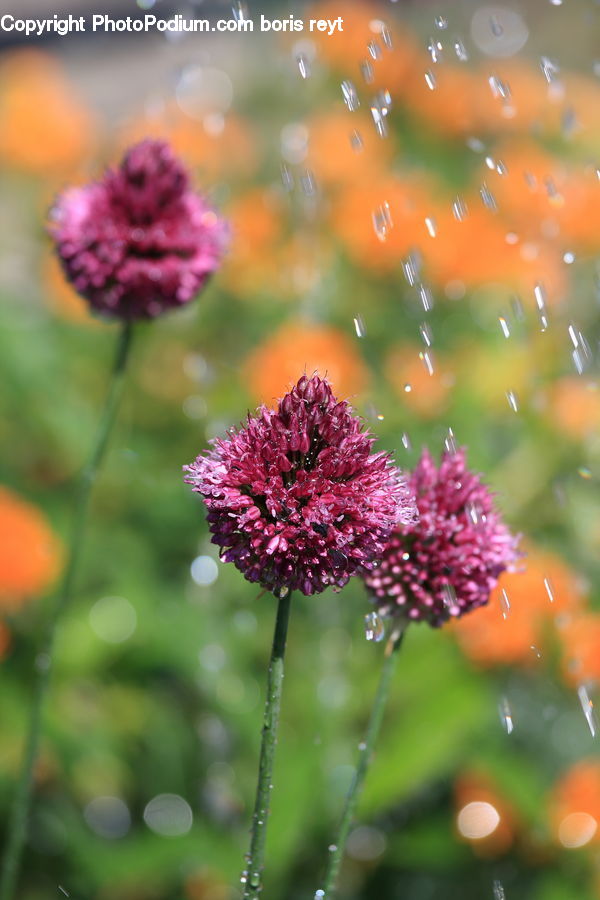 Blossom, Flora, Flower, Plant, Poppy, Allium, Bush
