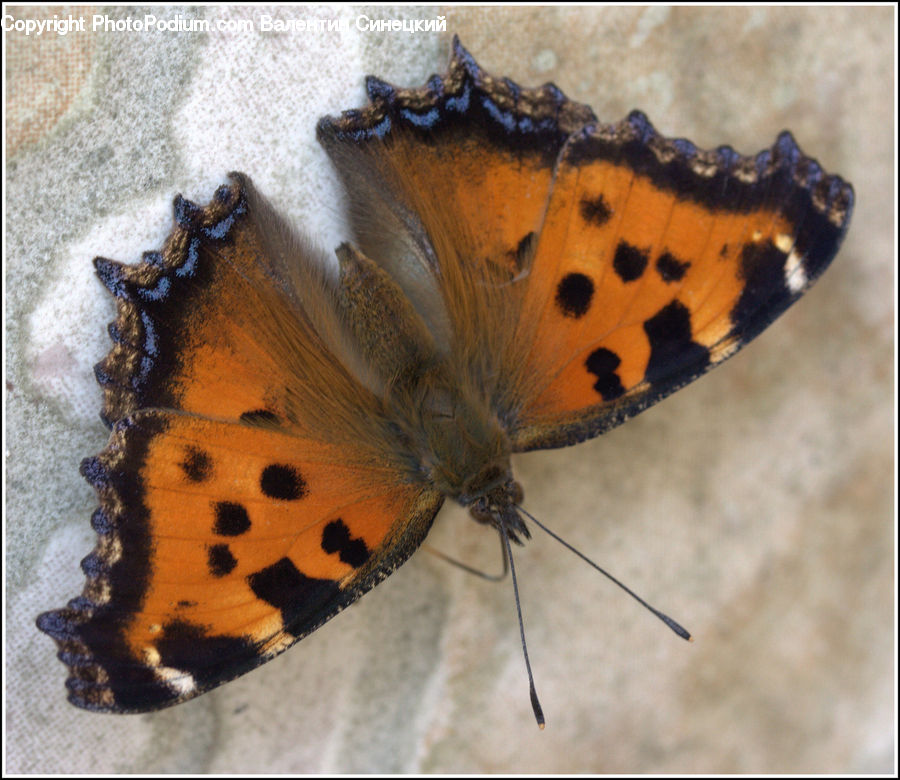 Butterfly, Insect, Invertebrate
