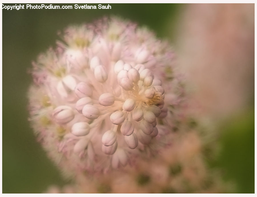 Allium, Blossom, Flora, Flower, Plant, Asteraceae, Carnation