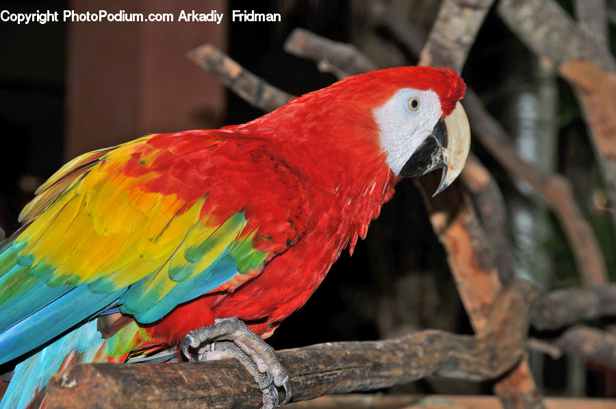 Bird, Macaw, Parrot, Beak, Bowl, Bishop, Cardinal
