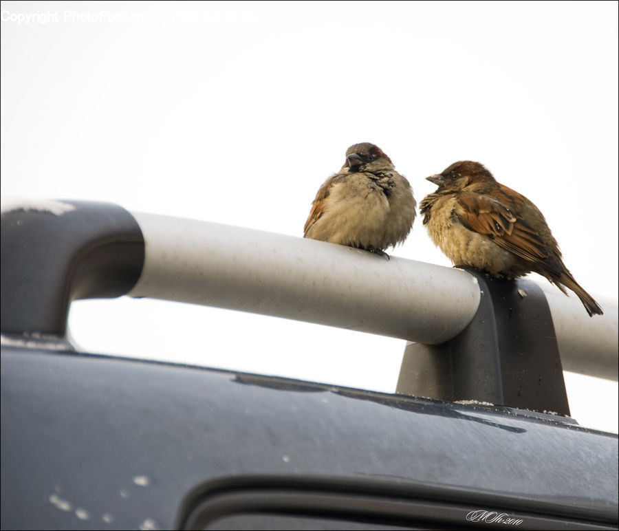 Bird, Sparrow, Aluminium, Swallow