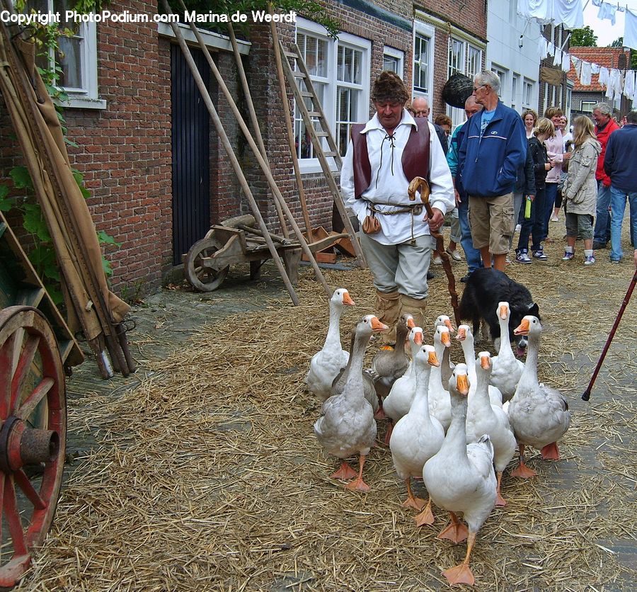 People, Person, Human, Chicken, Fowl, Hen, Poultry