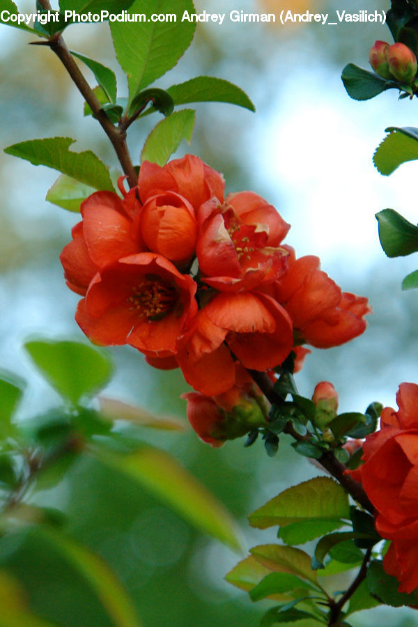 Blossom, Flora, Flower, Geranium, Plant, Fruit, Flower Arrangement