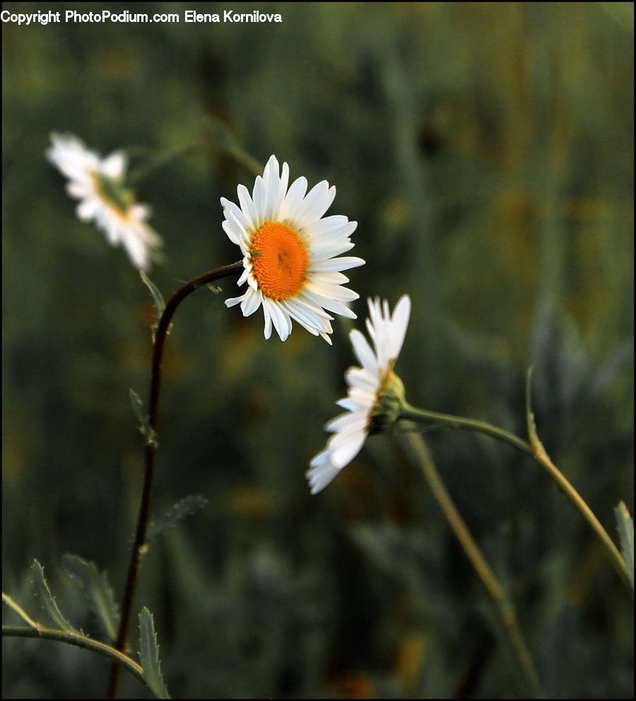 Daisies, Daisy, Flower, Plant, Aster, Blossom, Flora