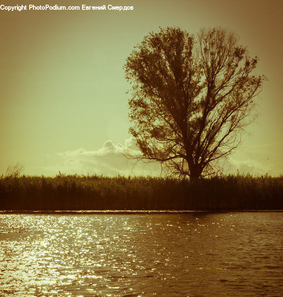 Oak, Tree, Wood, Flood, Plant, Willow, Landscape