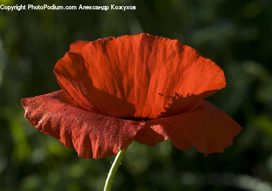 Blossom, Flora, Flower, Plant, Poppy, Hibiscus, Geranium