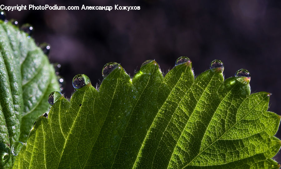 Fern, Plant, Leaf, Blossom, Flora, Flower, Moss