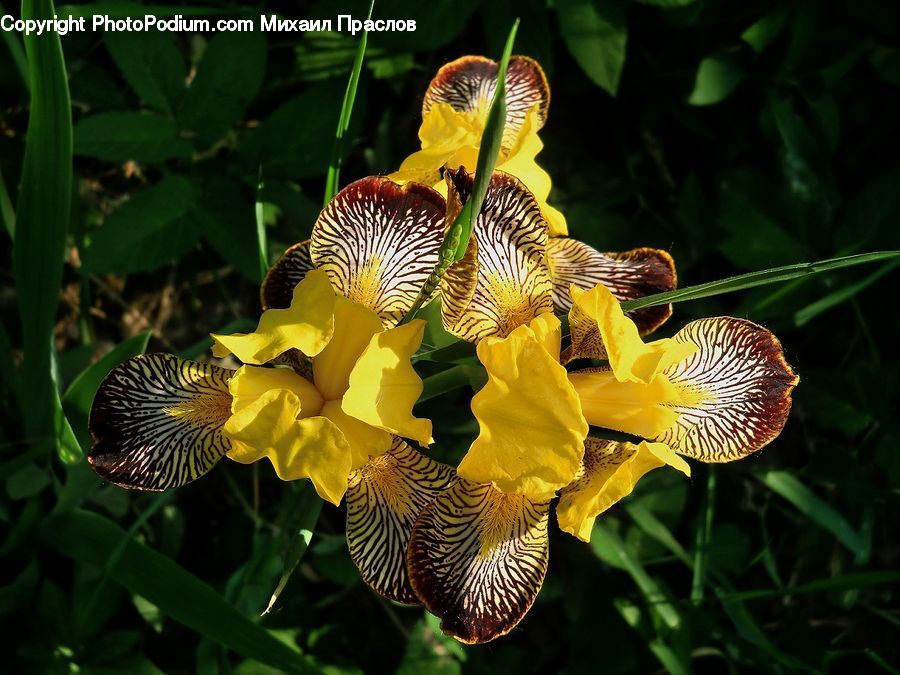Blossom, Flora, Flower, Plant, Iris, Agaric, Amanita