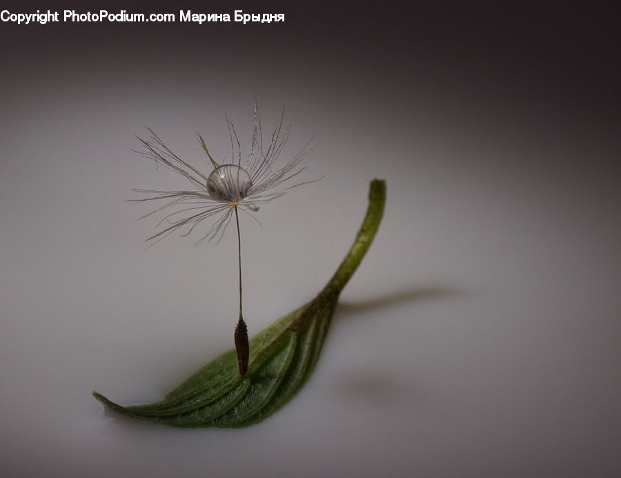Dill, Plant, Flower Arrangement, Ikebana, Potted Plant, Vase, Cosmos