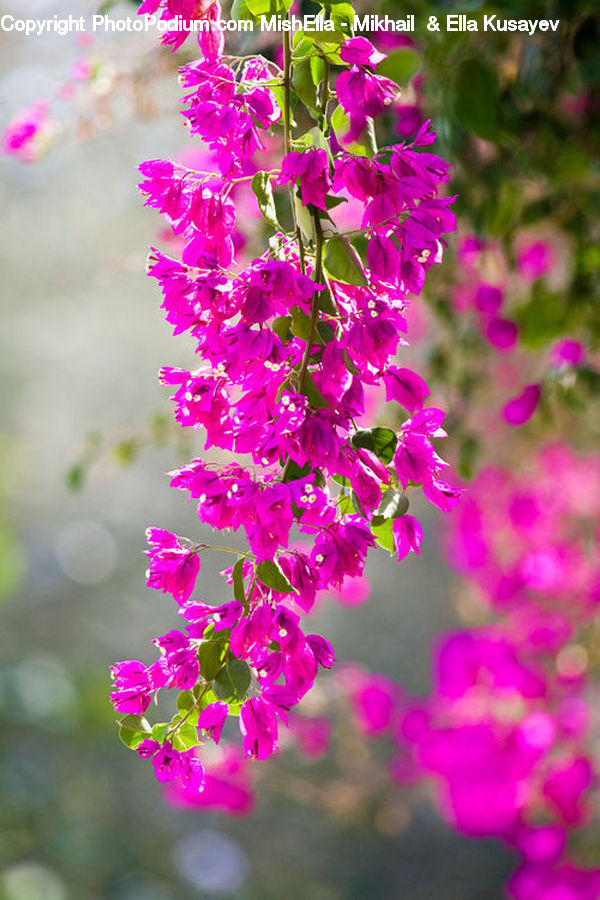 Blossom, Flora, Flower, Plant, Geranium, Gladiolus, Bush
